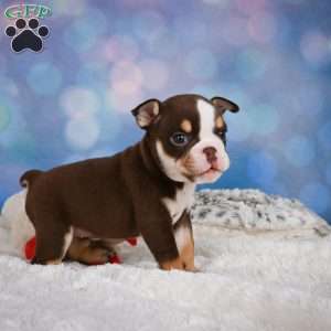 Claire, Miniature Bulldog Puppy